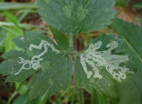 Phytomyza sp.